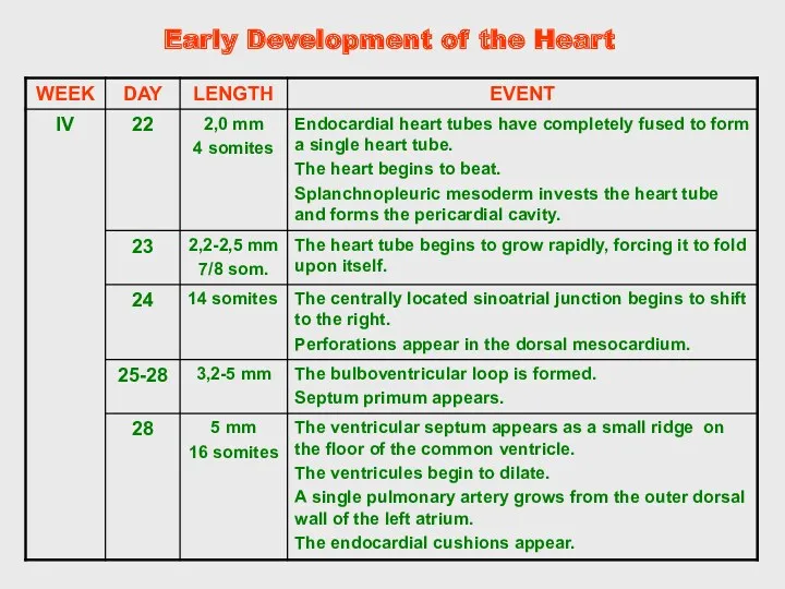 Early Development of the Heart