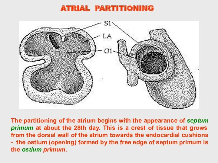 The partitioning of the atrium begins with the appearance of