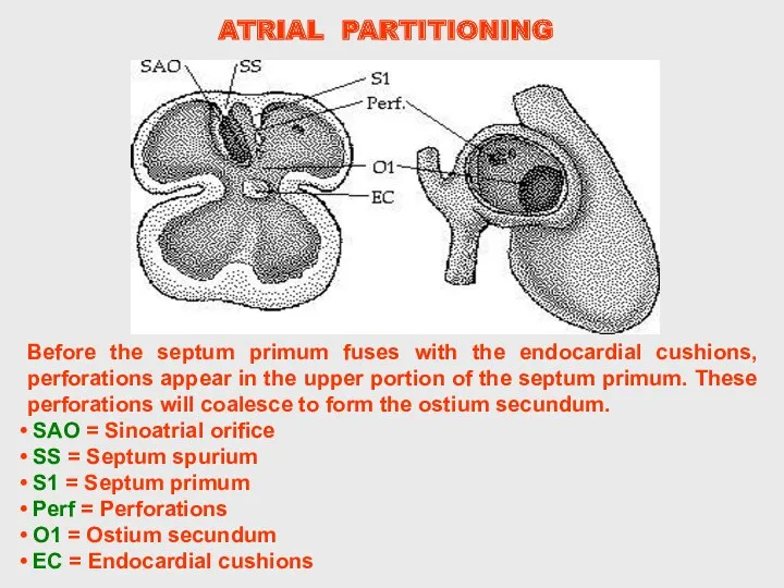 Before the septum primum fuses with the endocardial cushions, perforations