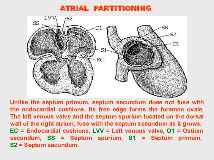 Unlike the septum primum, septum secundum does not fuse with