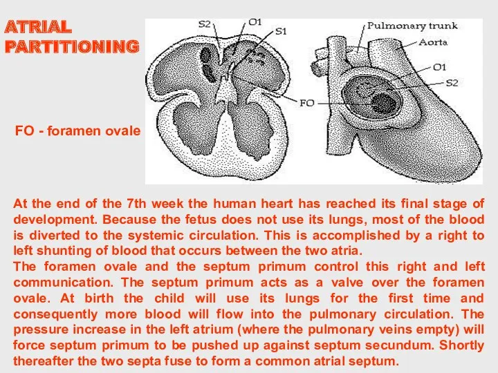 At the end of the 7th week the human heart