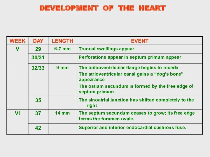 DEVELOPMENT OF THE HEART