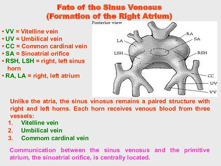 Fate of the Sinus Venosus (Formation of the Right Atrium)