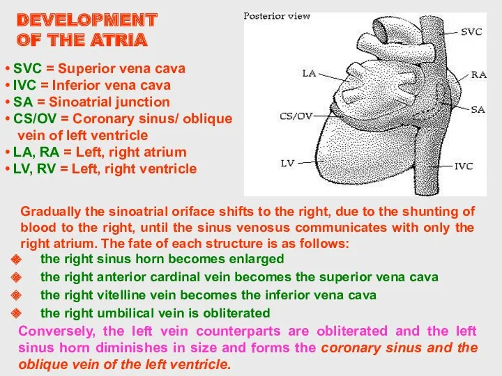 Conversely, the left vein counterparts are obliterated and the left