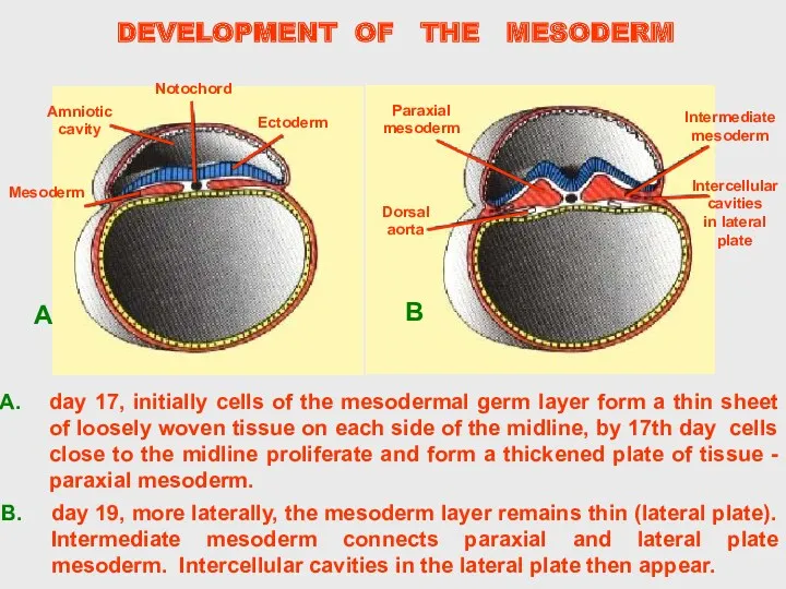 DEVELOPMENT OF THE MESODERM