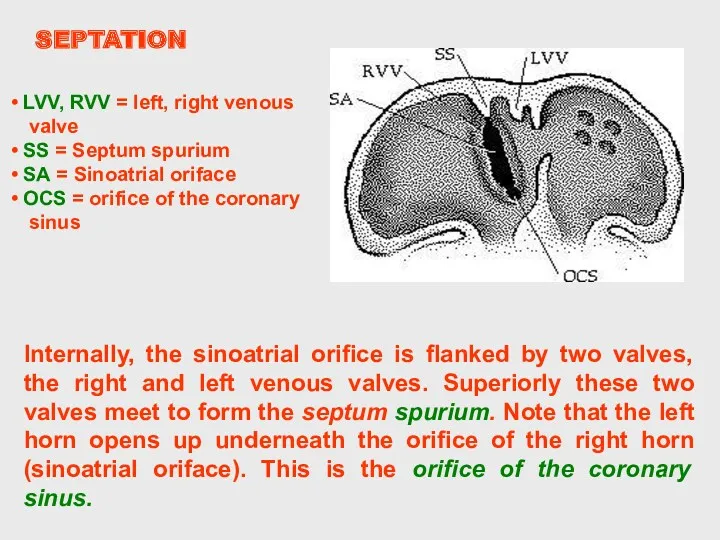 Internally, the sinoatrial orifice is flanked by two valves, the