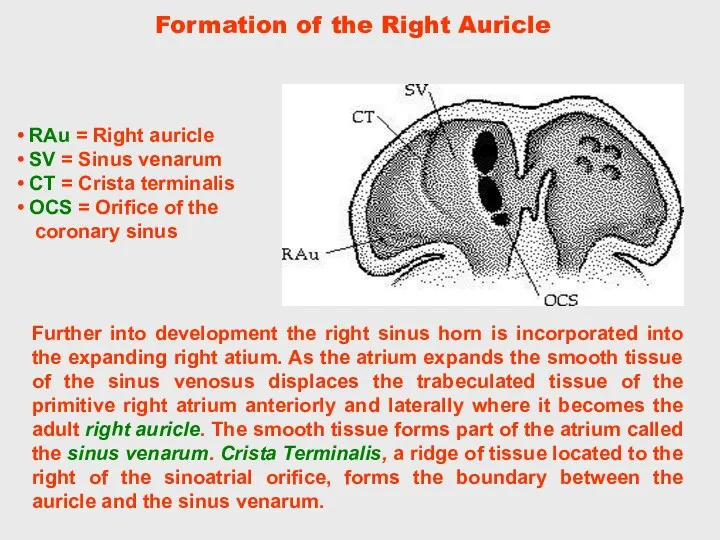 Further into development the right sinus horn is incorporated into