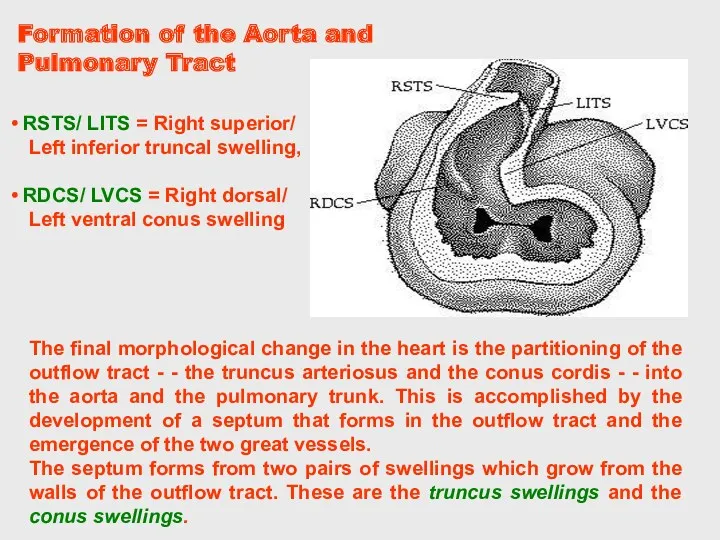 The final morphological change in the heart is the partitioning