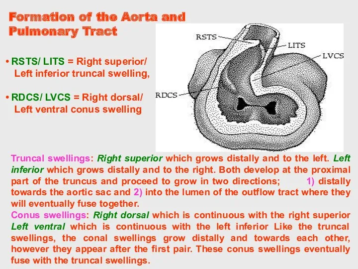 Truncal swellings: Right superior which grows distally and to the