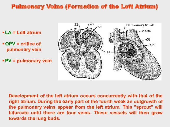 Pulmonary Veins (Formation of the Left Atrium) Development of the