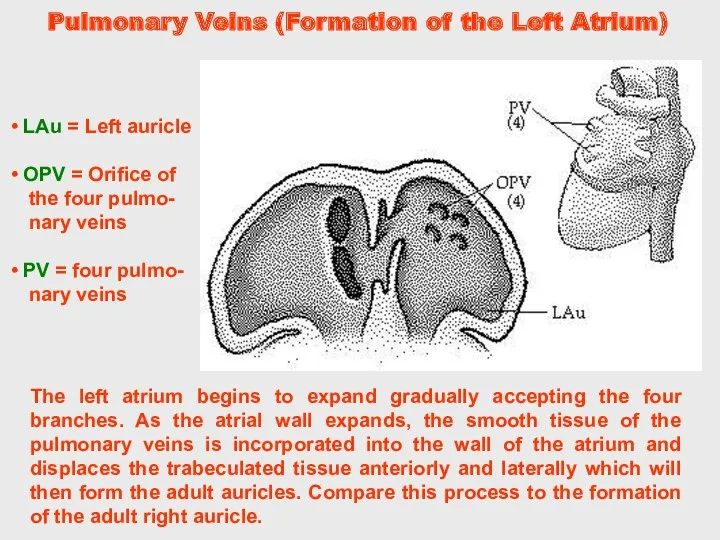 The left atrium begins to expand gradually accepting the four