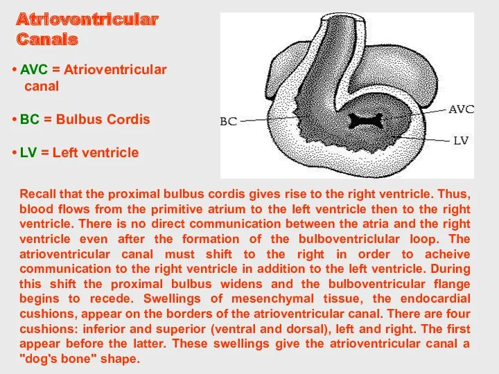 Recall that the proximal bulbus cordis gives rise to the