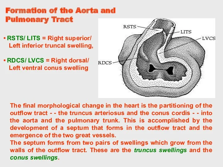 The final morphological change in the heart is the partitioning