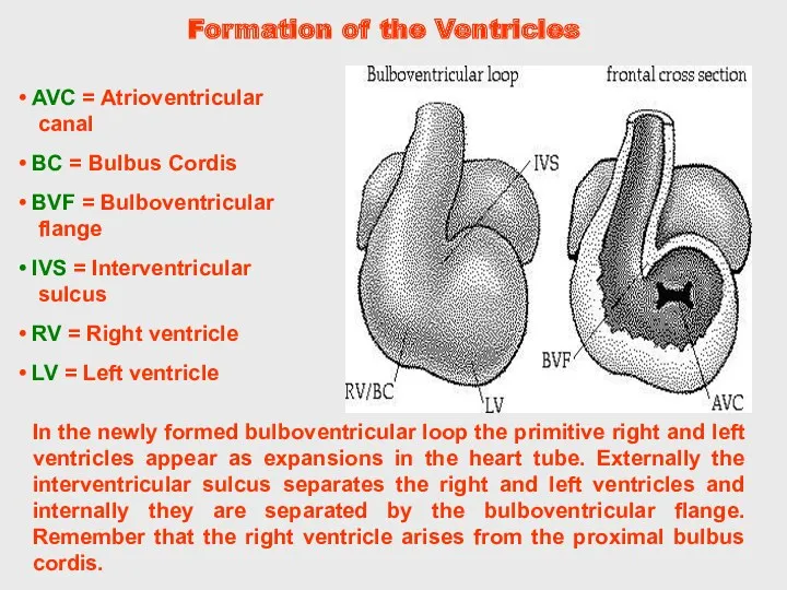 In the newly formed bulboventricular loop the primitive right and