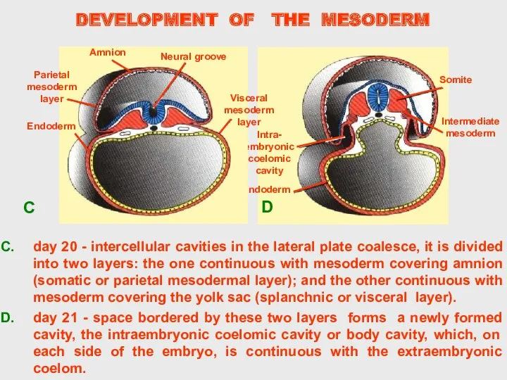 DEVELOPMENT OF THE MESODERM