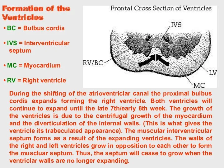 During the shifting of the atrioventriclar canal the proximal bulbus