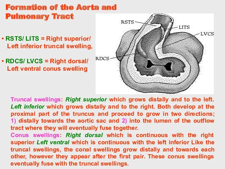 Truncal swellings: Right superior which grows distally and to the