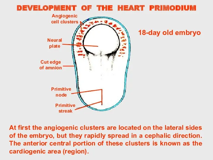 DEVELOPMENT OF THE HEART PRIMODIUM At first the angiogenic clusters