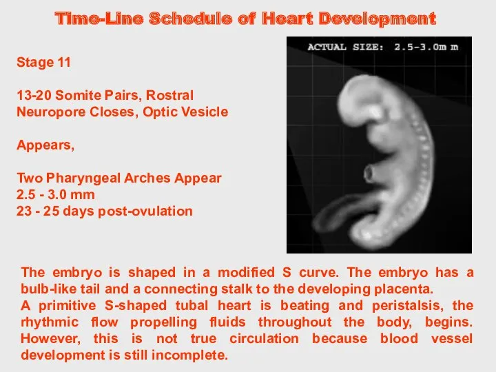 The embryo is shaped in a modified S curve. The