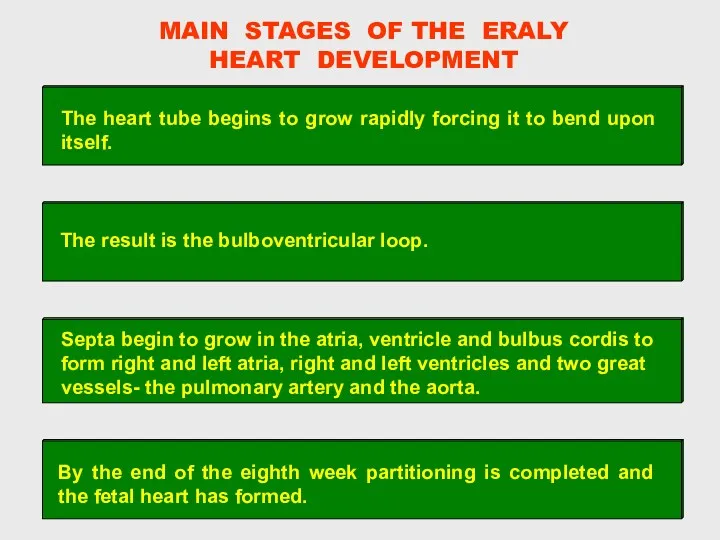 MAIN STAGES OF THE ERALY HEART DEVELOPMENT