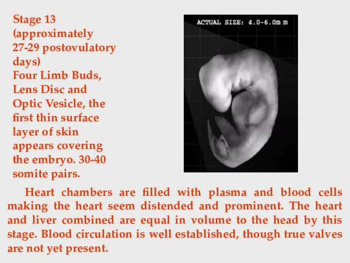 Heart chambers are filled with plasma and blood cells making