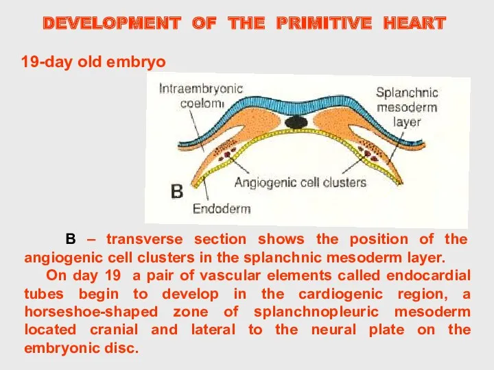 DEVELOPMENT OF THE PRIMITIVE HEART B – transverse section shows