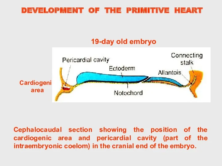 DEVELOPMENT OF THE PRIMITIVE HEART Cephalocaudal section showing the position