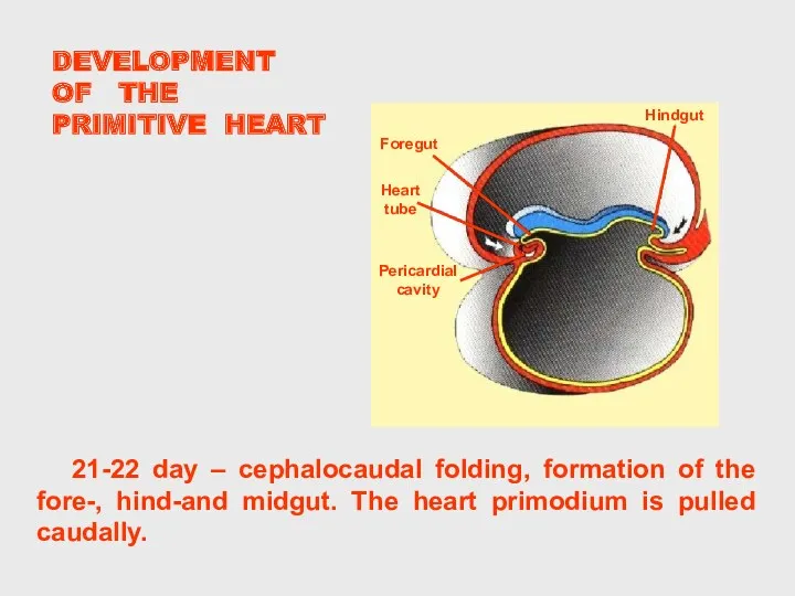 DEVELOPMENT OF THE PRIMITIVE HEART 21-22 day – cephalocaudal folding,