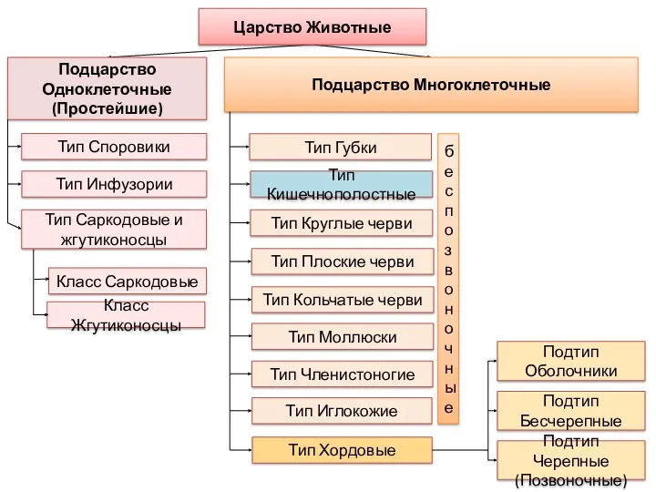 Подцарство Одноклеточные (Простейшие) Подцарство Многоклеточные Тип Саркодовые и жгутиконосцы Тип