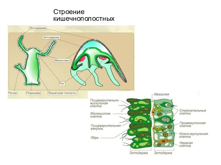 Строение кишечнополостных