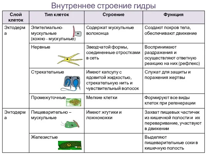 Внутреннее строение гидры