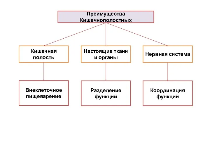 Преимущества Кишечнополостных Кишечная полость Настоящие ткани и органы Нервная система Внеклеточное пищеварение Разделение функций Координация функций