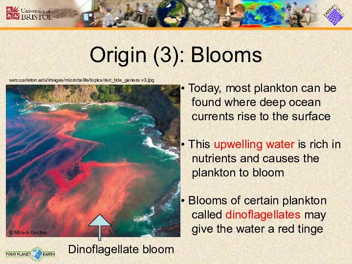 Origin (3): Blooms serc.carleton.edu/images/microbelife/topics/red_tide_genera.v3.jpg Today, most plankton can be found