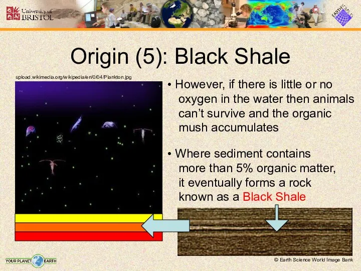 Origin (5): Black Shale upload.wikimedia.org/wikipedia/en/0/04/Plankton.jpg However, if there is little