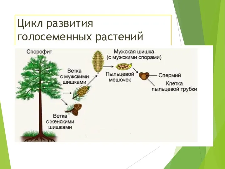 Цикл развития голосеменных растений