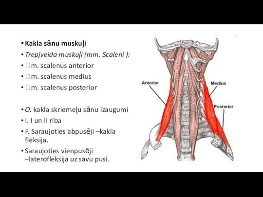 Kakla sānu muskuļi Trepjveida muskuļi (mm. Scaleni ): m. scalenus