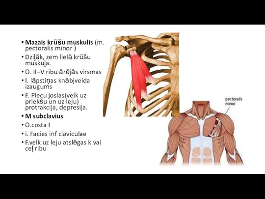 Mazais krūšu muskulis (m. pectoralis minor ) Dziļāk, zem lielā