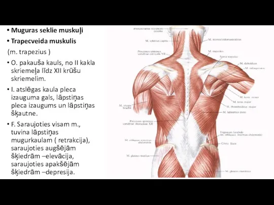 Muguras seklie muskuļi Trapecveida muskulis (m. trapezius ) O. pakauša