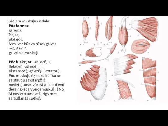 Skeleta muskuļus iedala: Pēc formas: - garajos; īsajos; platajos. Mm.