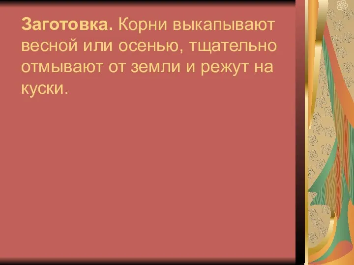 Заготовка. Корни выкапывают весной или осенью, тщательно отмывают от земли и режут на куски.