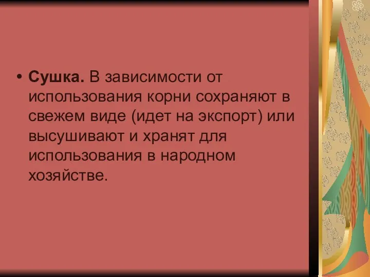 Сушка. В зависимости от использования корни сохраняют в свежем виде