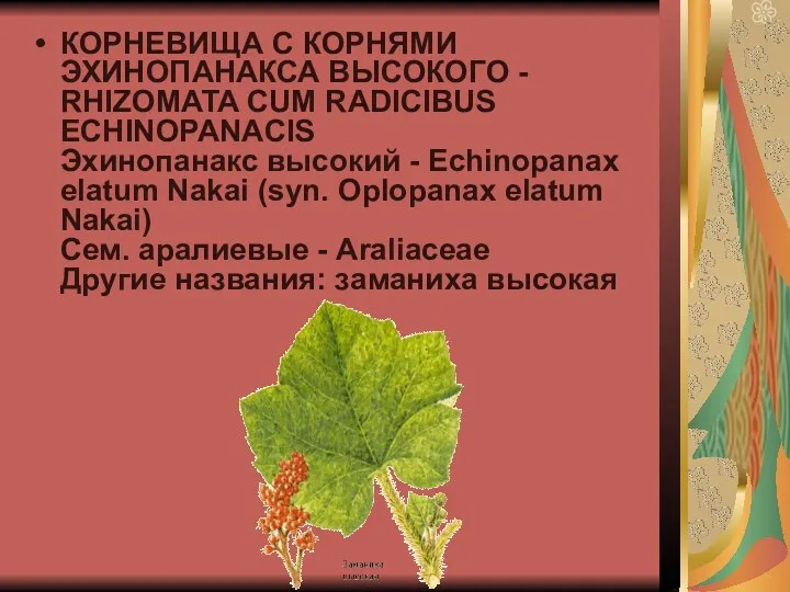 КОРНЕВИЩА С КОРНЯМИ ЭХИНОПАНАКСА ВЫСОКОГО - RHIZOMATA CUM RADICIBUS ECHINOPANACIS