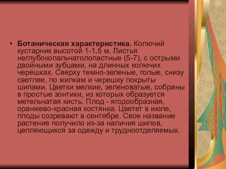 Ботаническая характеристика. Колючий кустарник высотой 1-1,5 м. Листья неглубокопальчатолопастные (5-7),