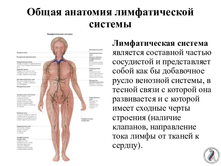 Общая анатомия лимфатической системы Лимфатическая система является составной частью сосудис­той