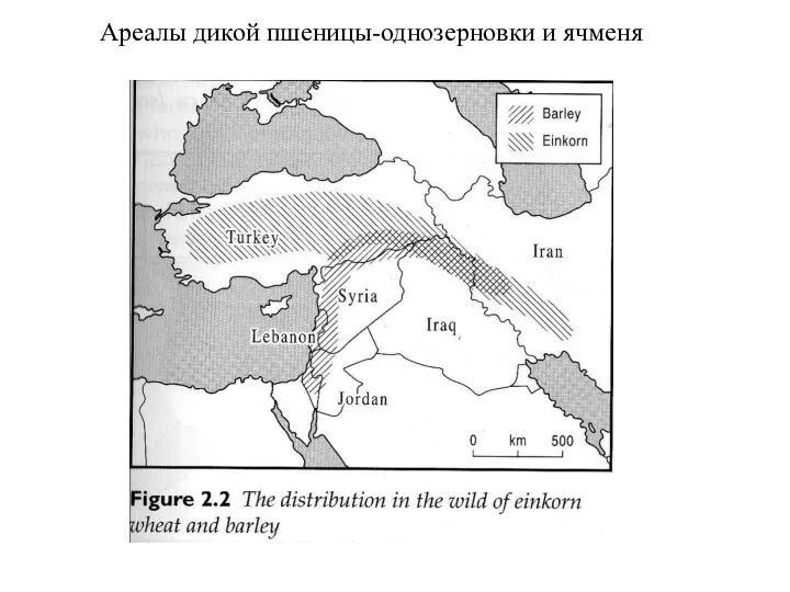 Ареалы дикой пшеницы-однозерновки и ячменя