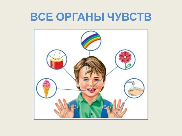 ВСЕ ОРГАНЫ ЧУВСТВ