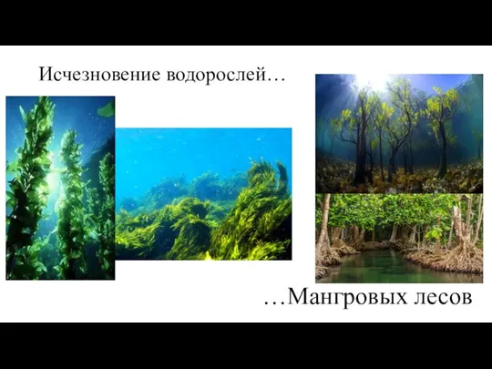 Исчезновение водорослей… …Мангровых лесов