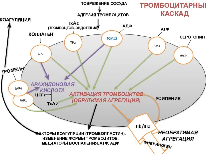 PAR1 PAR4 ТРОМБИН КОЛЛАГЕН GPVI ПОВРЕЖЕНИЕ СОСУДА АДГЕЗИЯ ТРОМБОЦИТОВ АДФ