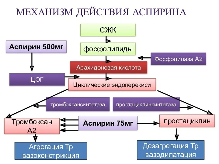 МЕХАНИЗМ ДЕЙСТВИЯ АСПИРИНА Аспирин 500мг СЖК фосфолипиды Арахидоновая кислота Циклические