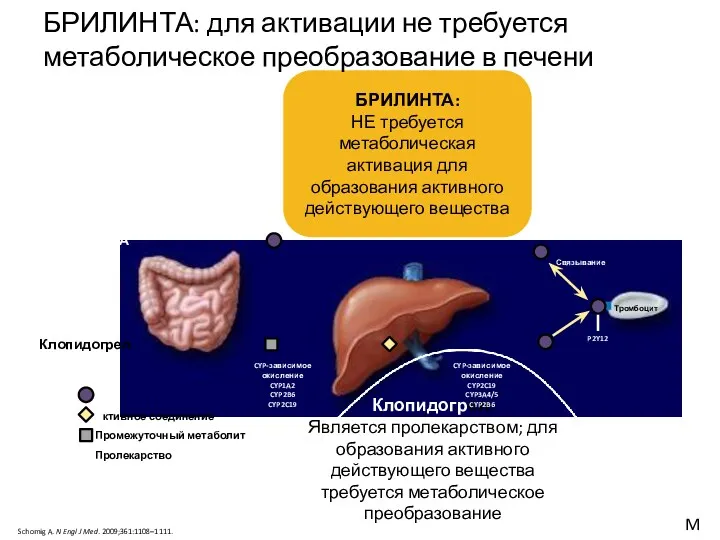 Schomig A. N Engl J Med. 2009;361:1108–1111. БРИЛИНТА: НЕ требуется